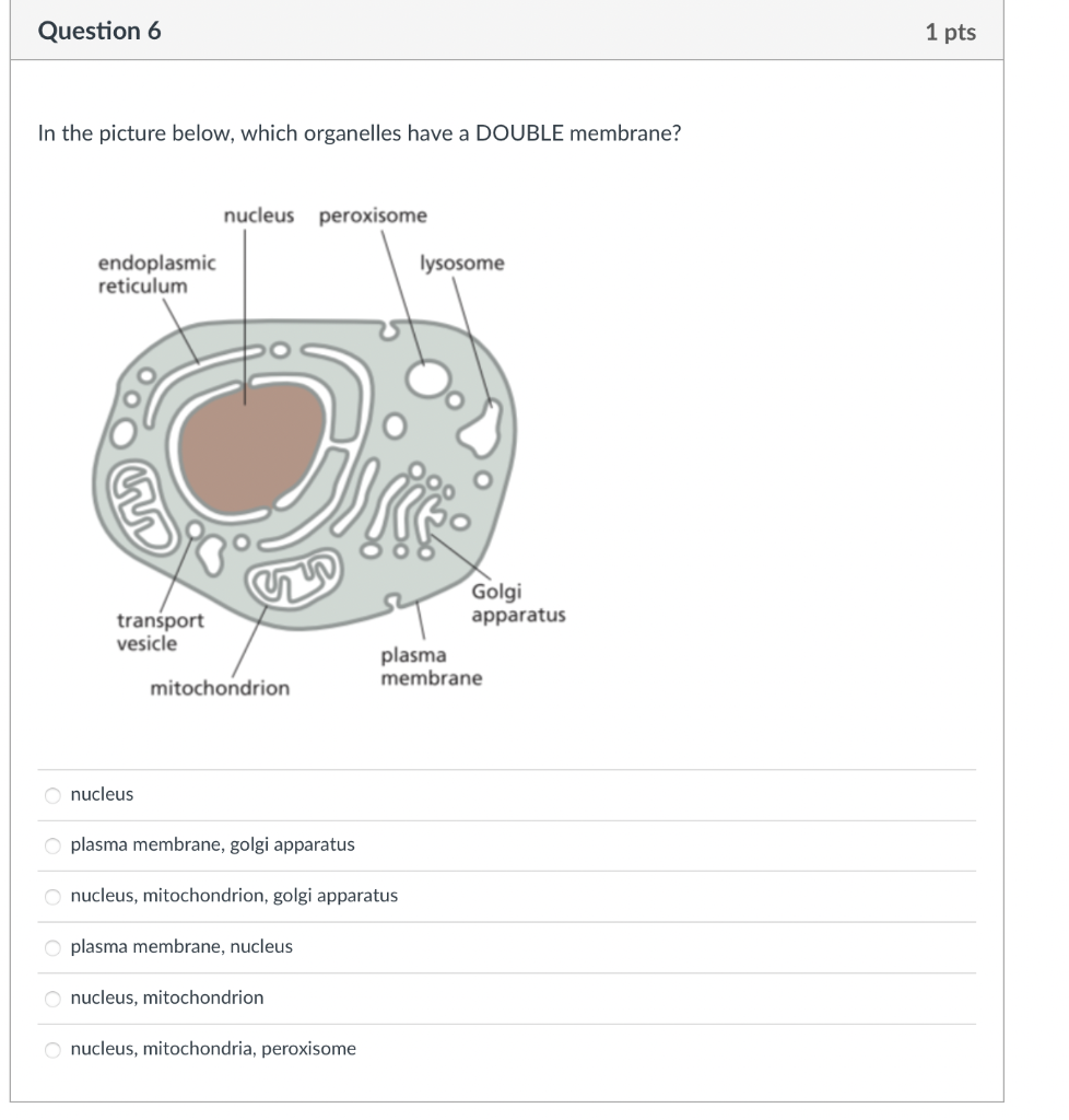 Solved In the picture below, which organelles have a DOUBLE | Chegg.com