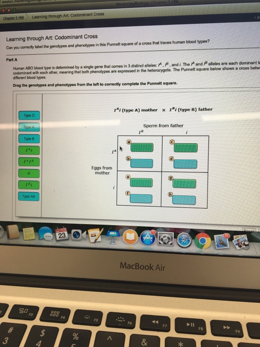 35 Can You Correctly Label The Genotypes And Phenotypes In This Punnett
