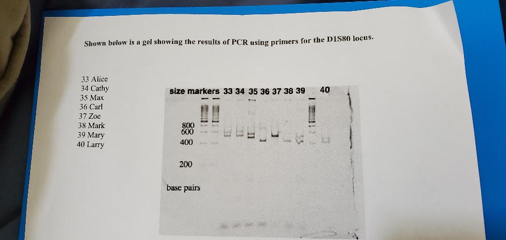 Solved 1) Who is heterozygous at the D1S80 locus? How do you