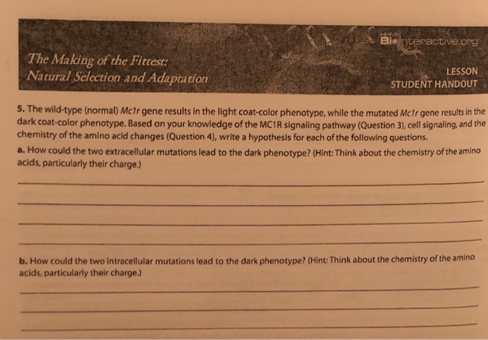 The Making Of The Fittest Natural Selection And Adaptation Worksheet Answer Key