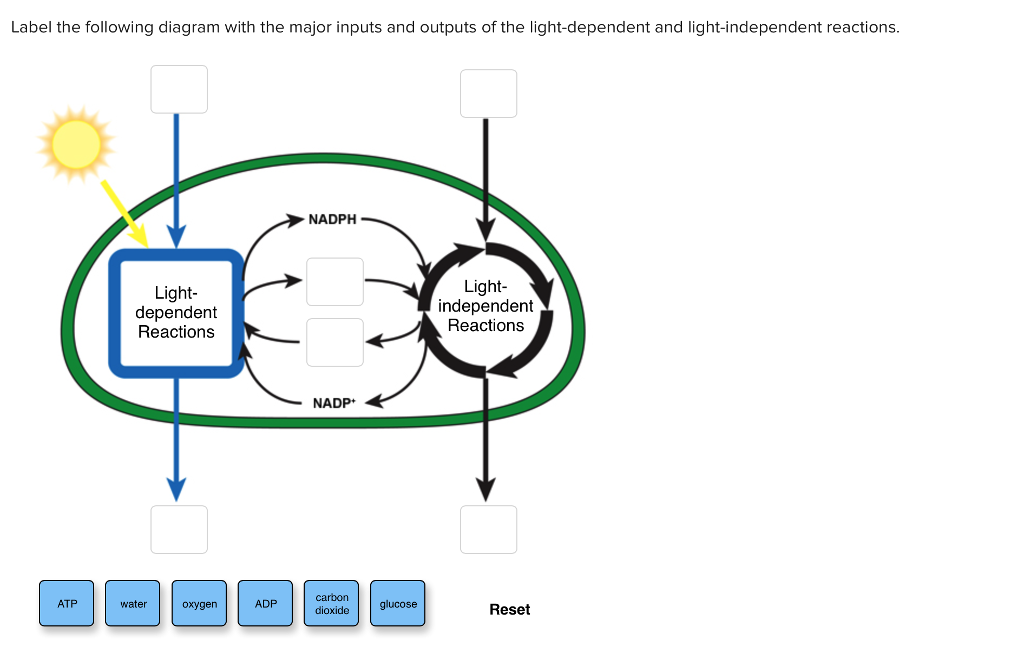 solved-label-the-following-diagram-with-the-major-inputs-and-chegg