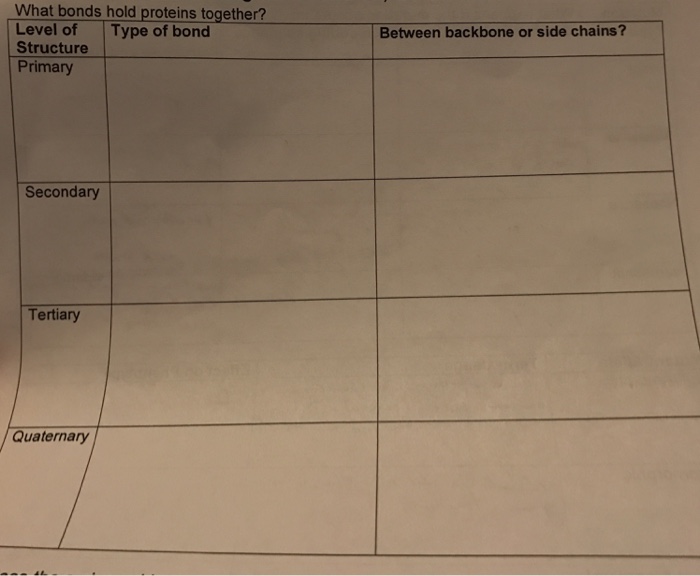 solved-what-bonds-hold-proteins-together-chegg