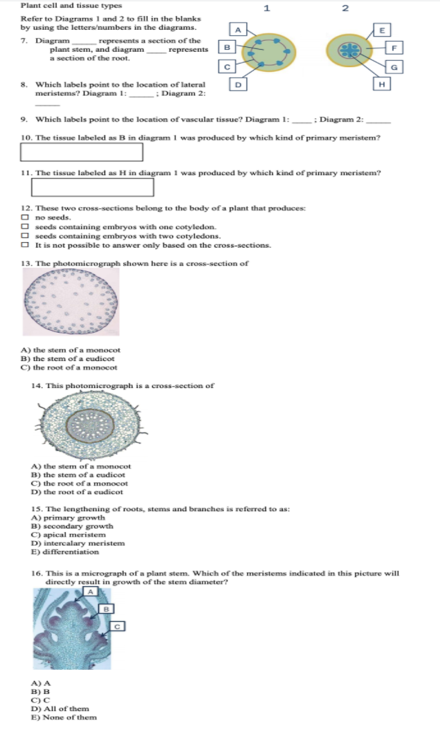 plant stem cell diagram