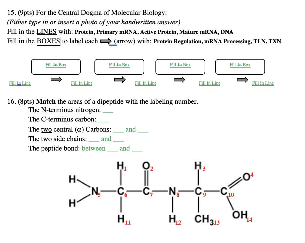Solved 15. (Opts) For the Central Dogma of Molecular | Chegg.com