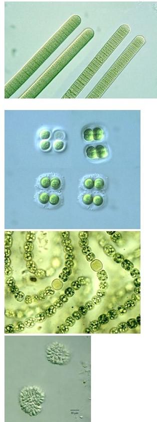 nostoc and anabaena