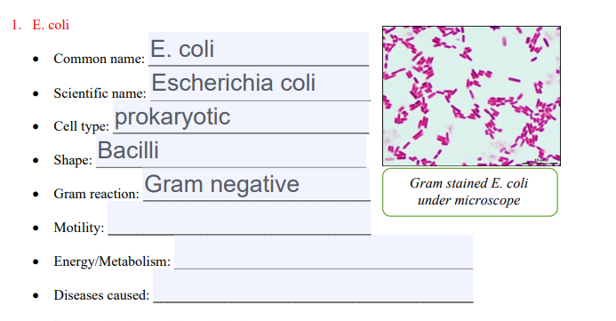 Solved 1 E Coli E Coli Common Name Escherichia Coli S Chegg Com