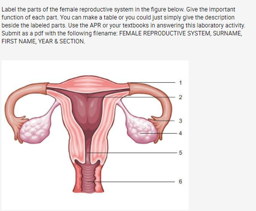 female reproductive system diagram with labels