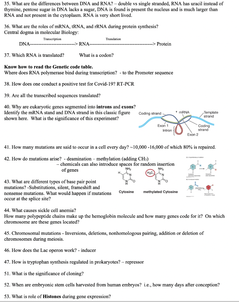 Solved 35. What are the differences between DNA and RNA?- | Chegg.com