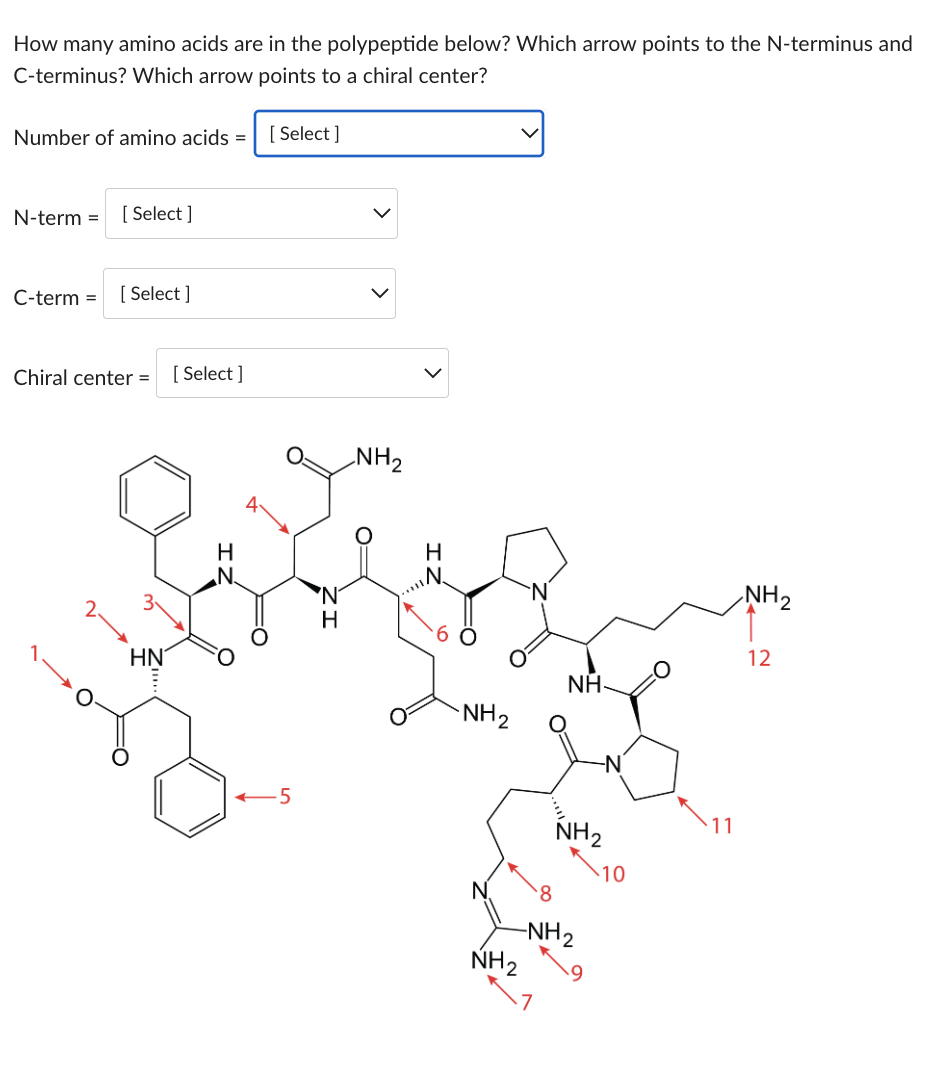Solved How many amino acids are in the polypeptide below? | Chegg.com