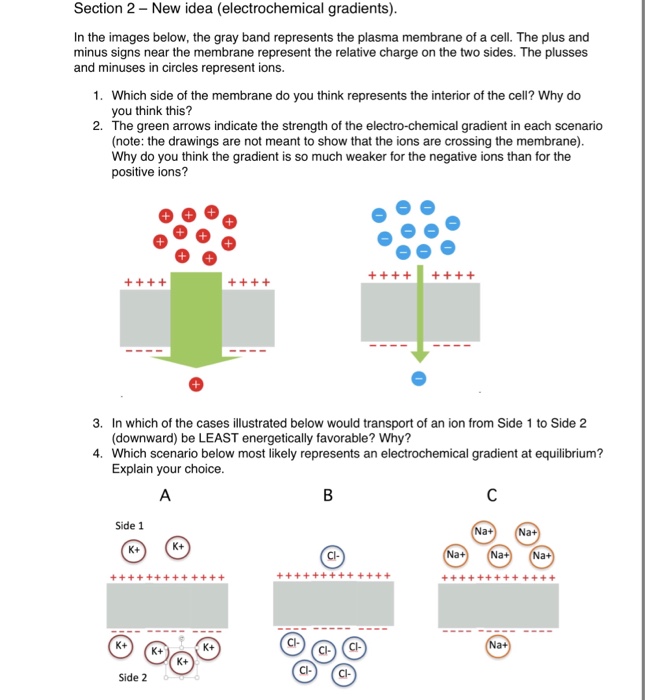 Solved Section 2- New idea (electrochemical gradients) In | Chegg.com