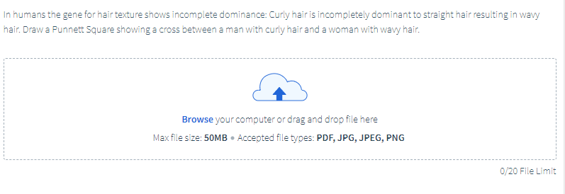 n humans the gene for hair texture shows incomplete dominance: Curly hair is incompletely dominant to straight hair resulting