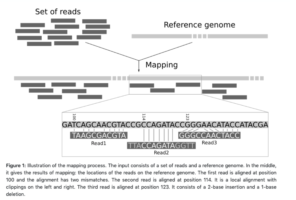 Solved When aligning reads (from a sample genome) to a