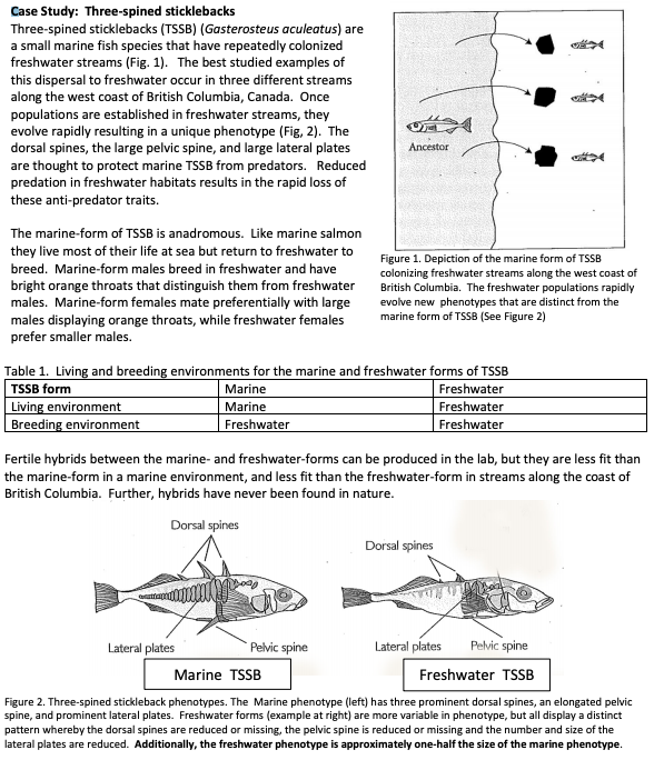 Stickleback Fish In Freshwater And Saltwater