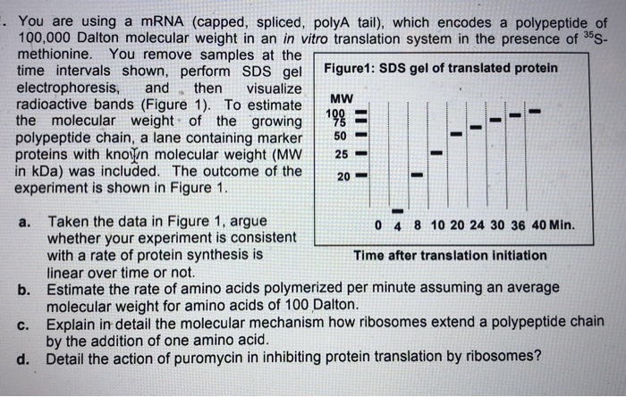 Solved . You are using a mRNA (capped, spliced, polyA tail), | Chegg.com