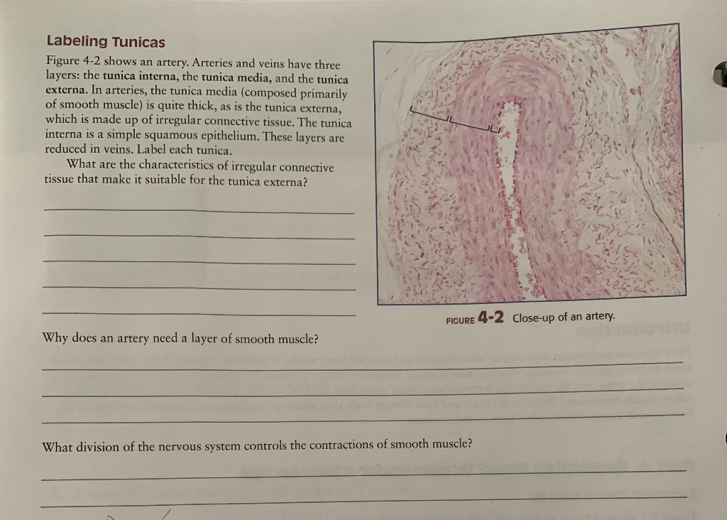 Solved Labeling Tunicas Figure 42 shows an artery. Arteries