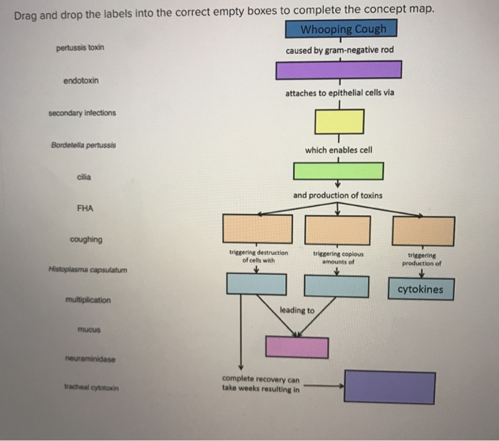 Solved Drag and drop the labels into the correct empty boxes | Chegg.com