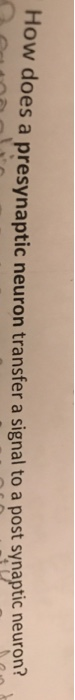 Solved What Is The Presynaptic Neuron And The Postsynapti Chegg