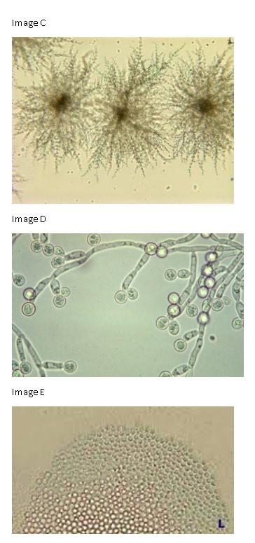 Solved The API 20C principle is based on the ability of | Chegg.com