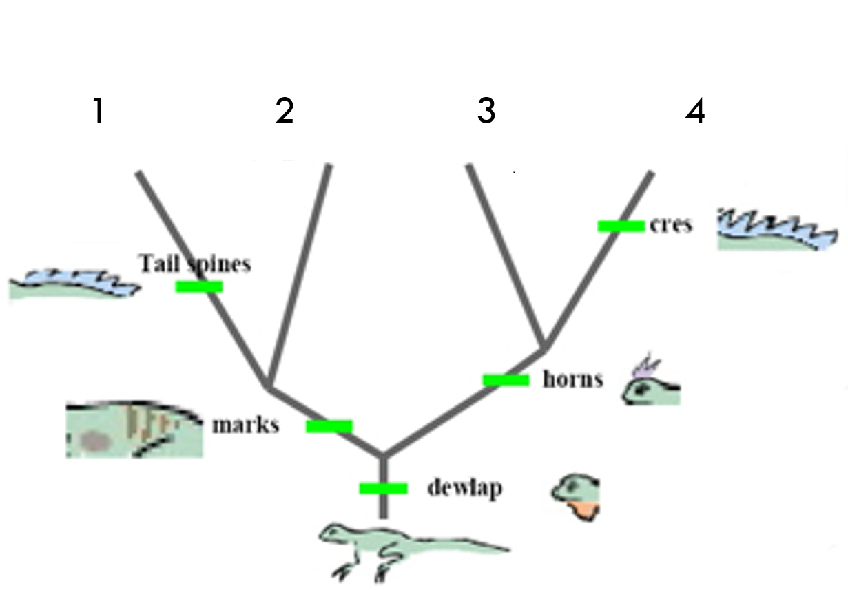 Solved The Tree Below Shows The Hypothesized Evolutionary 