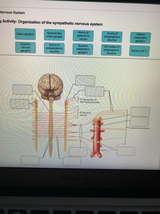 Solved Nervous System Activity: Organization of the | Chegg.com