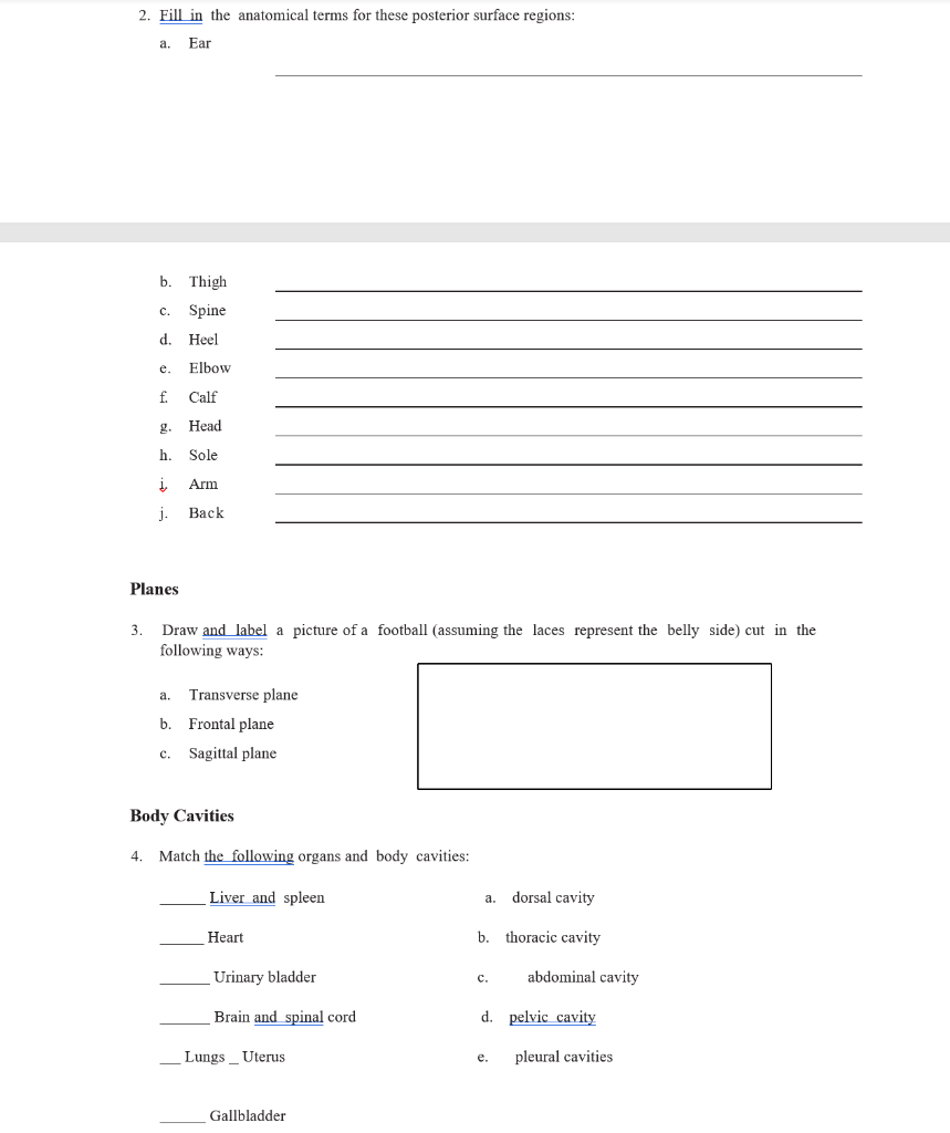 Solved Directional Terms Fill in the directional term for | Chegg.com