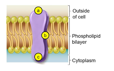 Solved Where in this transmembrane protein would you expect | Chegg.com