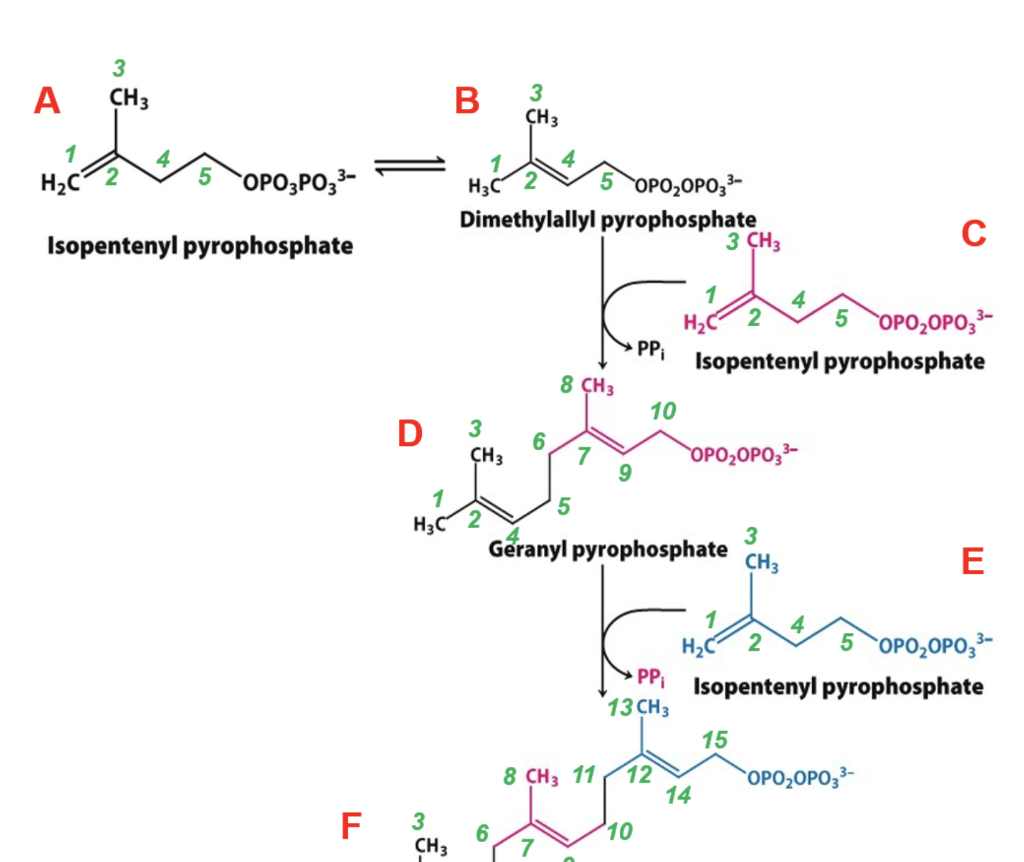 Solved Isopentenyl pyrophosphate is labeled in its methylene | Chegg.com