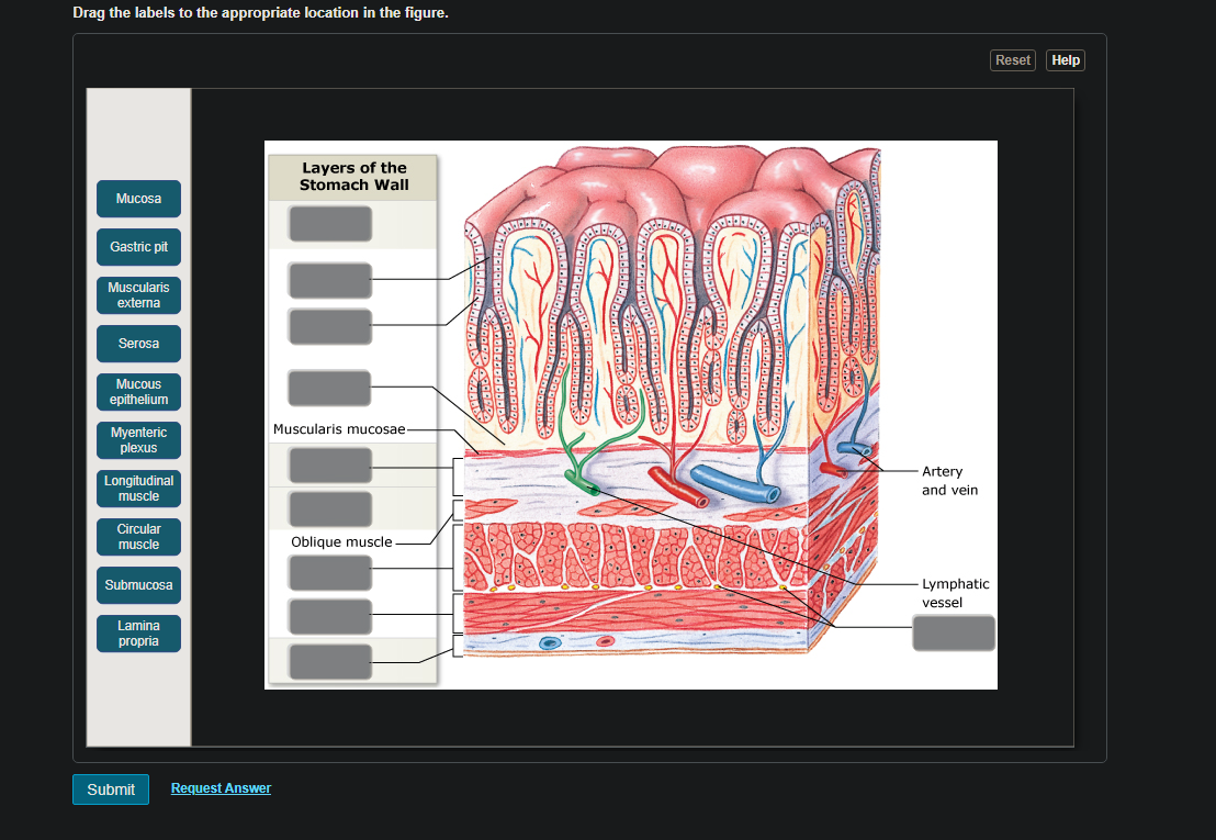 Solved Drag the labels to the appropriate location in the | Chegg.com