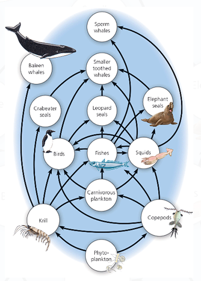 Solved In an Antarctic pelagic community, the primary | Chegg.com