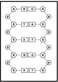 Solved Look at this representation of a fragment of DNA. How | Chegg.com