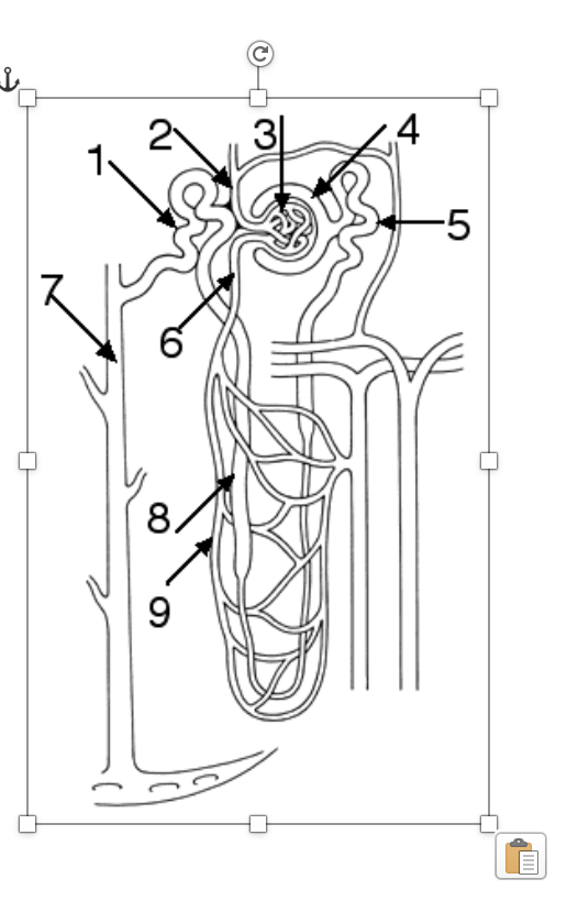 Nephron Structure Stock Illustrations, Cliparts and Royalty Free Nephron  Structure Vectors
