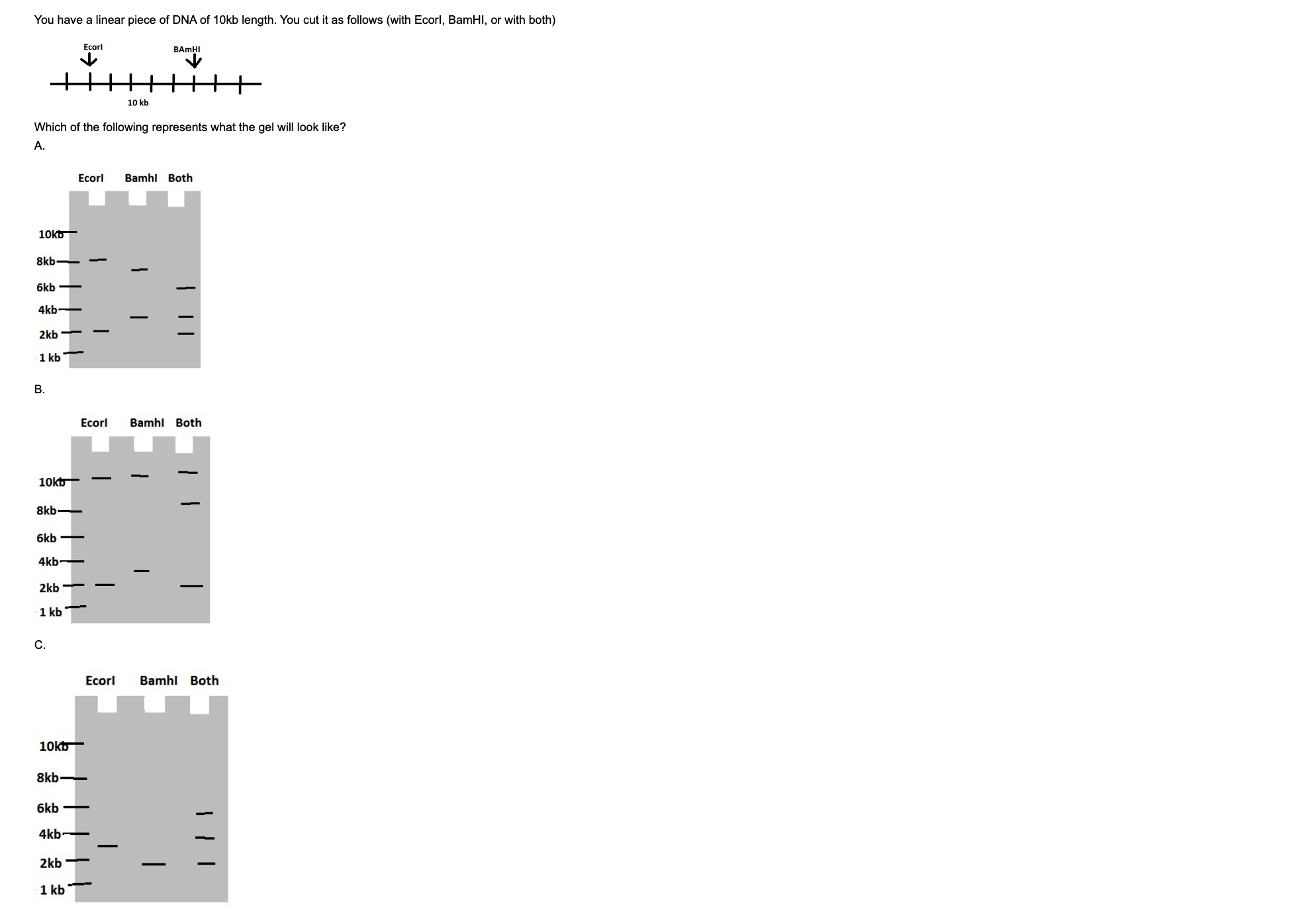 Solved Linear piece of DNA is cut with BamHI, Ecorl and | Chegg.com