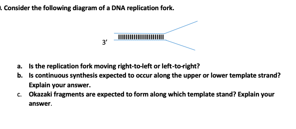 Solved Consider the following diagram of a DNA replication | Chegg.com