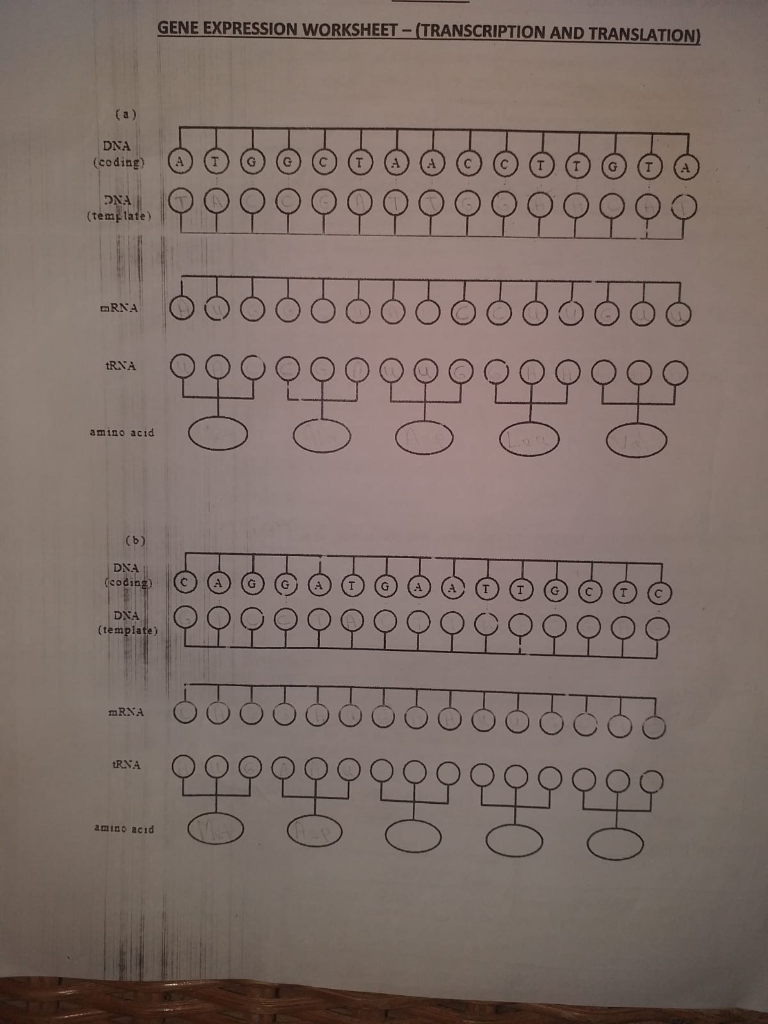 Solved GENE EXPRESSION WORKSHEET TRANSCRIPTION AND Chegg