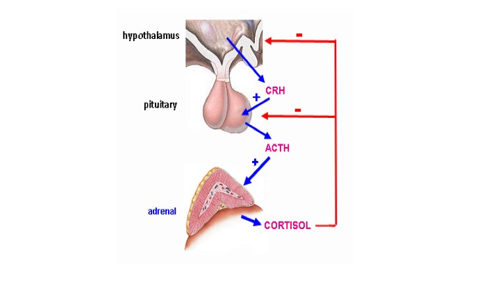 Solved Stress stimulates the hypothalamus to secrete | Chegg.com