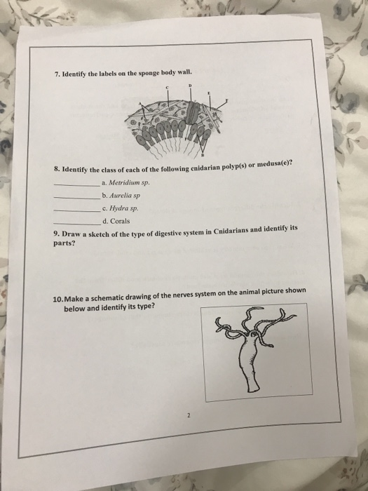 Solved Porifera and Cnidaria Worksheets ID Number Student