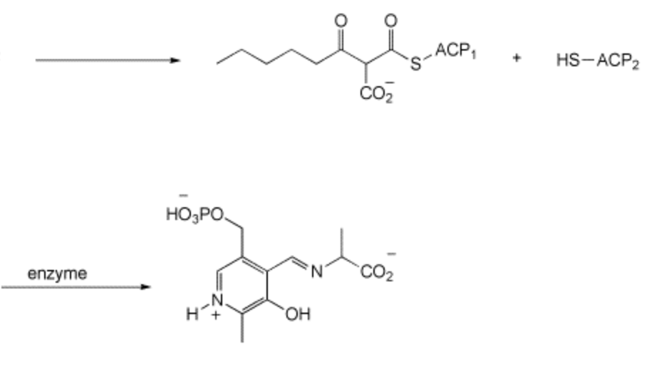 Solved 1. Step in fatty acid biosynthesis, ACP = acyl | Chegg.com