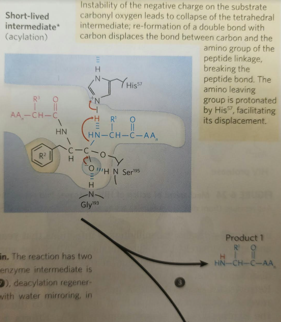 Solved When substrate binds, the side chain of the residue | Chegg.com