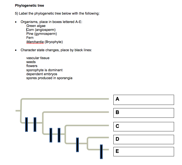 Solved Phylogenetic tree 5) Label the phylogenetic tree | Chegg.com