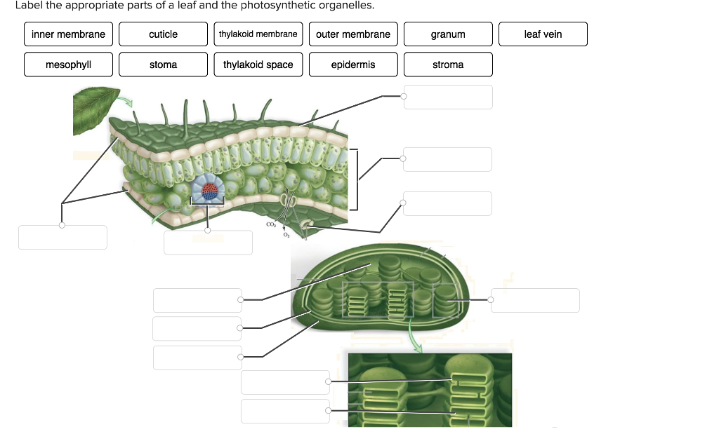 Label The Parts Of A Leaf