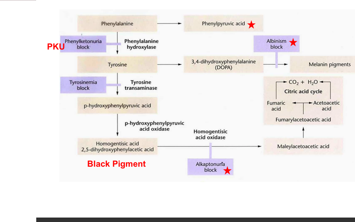 Albinism Diagram