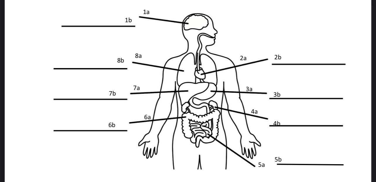 Solved Label each organ (a) and describe how each | Chegg.com