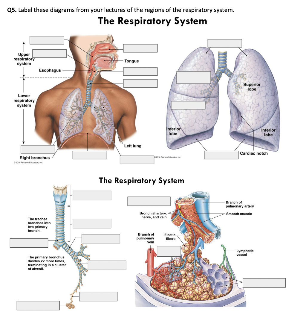 solved-q5-label-these-diagrams-from-your-lectures-of-the-chegg