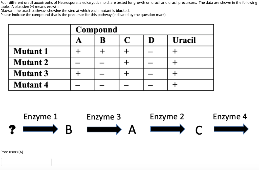 Solved Four Different Uracil Auxotrophs Of Neurospora, A | Chegg.com