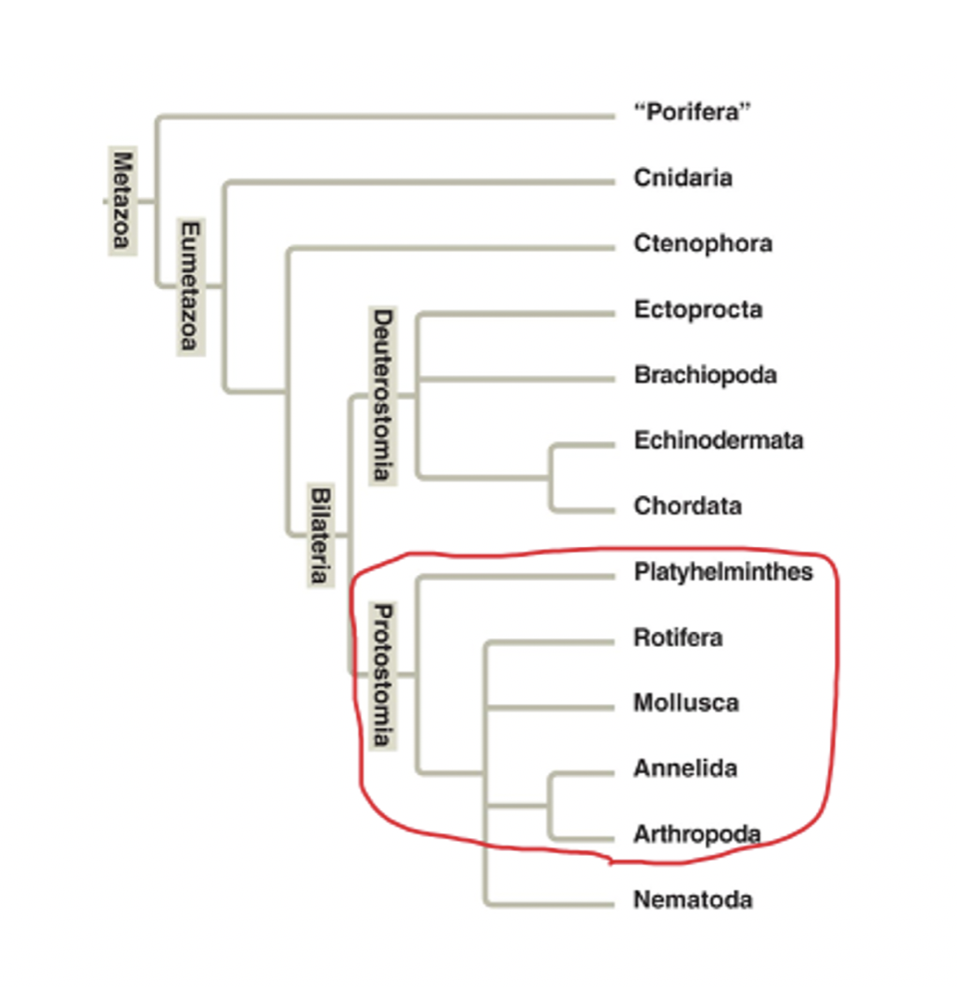 Solved In the tree below, the circled group would be | Chegg.com