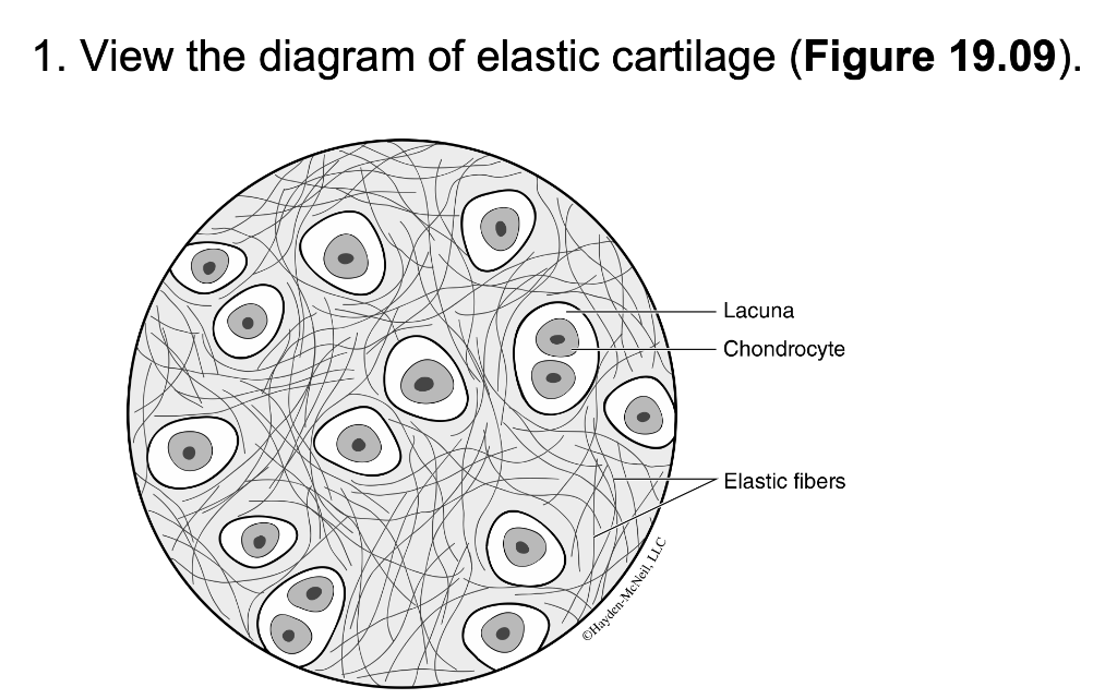 Solved 1. View the diagram of elastic cartilage (Figure