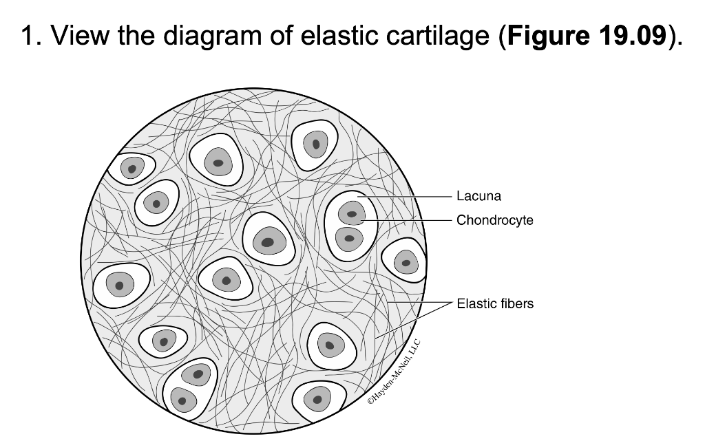 cartilage tissue labeled