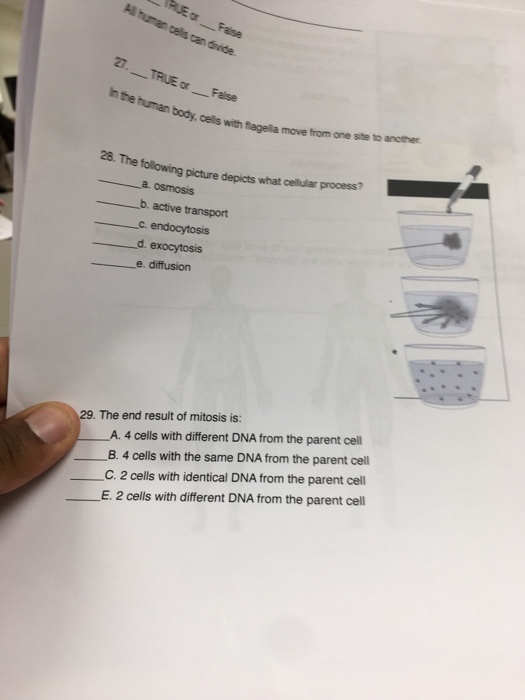 differentiation of cells changes the nucleic information. true false