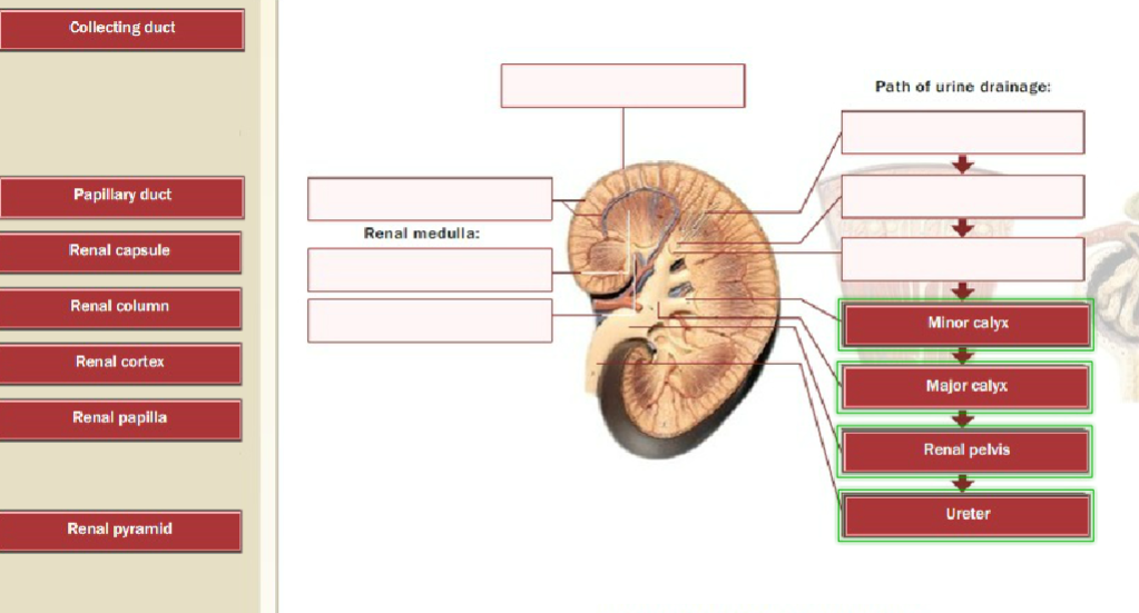 Solved Collecting duct Path of urine drainage Papillary duct | Chegg.com