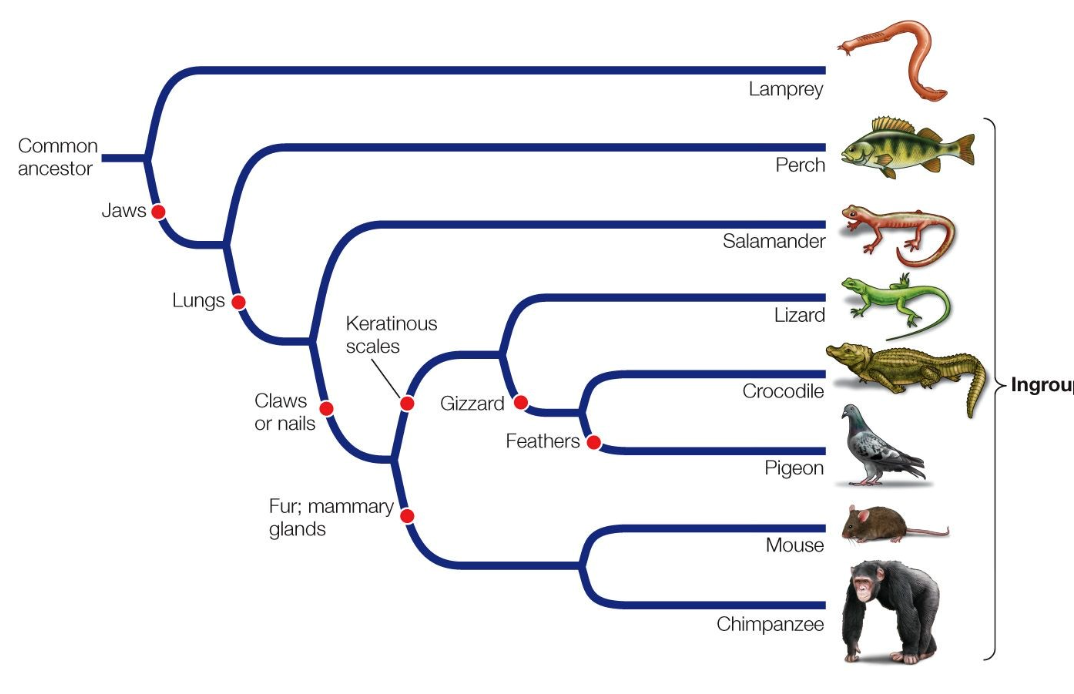 Solved Suppose there is a newly discovered lineage that is a | Chegg.com